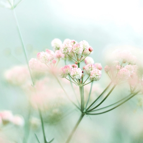 小ぶりな白と淡いピンクの花